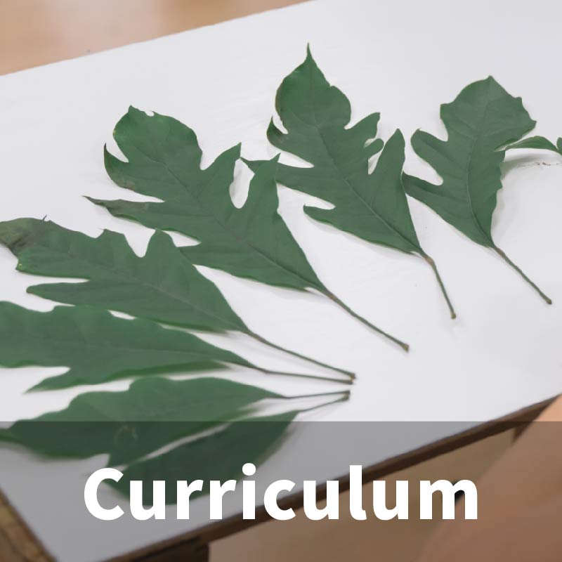 Curriculum(Open new window)